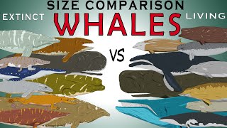 Living Vs Extinct Whales Size Comparison Livyatan Blue whale Basilosaurus Sperm whale [upl. by Epps]