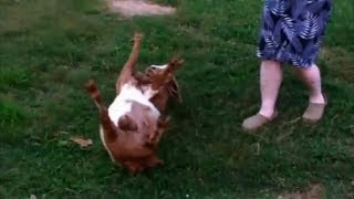 A Herd of Fainting Goats  Outrageous Acts of Science [upl. by Grosmark400]