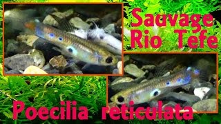 Poecilia reticulata quotRio Tefequot  Peters 1859  Sauvage  Guppy  Aqua Porte Dorée  012015 [upl. by Enaled]