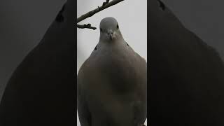 Eurasian Collared Dove Call Collared dove sounds part1 [upl. by Nikki344]