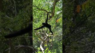 Gibbon Monkey Shows the Way to Swing in Trees  WhiteCheeked Gibbon Monkey Funny Video [upl. by Aihsenal]