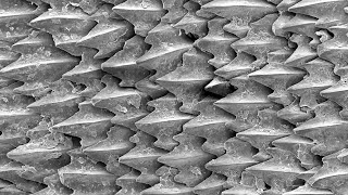 Shark Skin is Made Up of Millions of Microscopic Teeth [upl. by Vittoria]