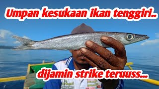 UMPAN KESUKAAN IKAN TENGGIRI DIJAMIN STRIKE TERUUSS fishing [upl. by Atikram153]