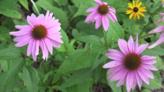 Plant portrait  Purple coneflower Echinacea purpurea [upl. by Derreg]