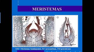 B0111 UCR Meristemas y Tejidos [upl. by Nosreve]