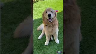 Golden Retrievers More Than Pets  Loyal Friends for Life [upl. by Grata]