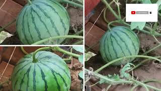 Hydroponics farming How To Grow Watermelon hydroponically from seeds To harvest [upl. by Anialeh]