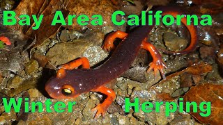 Herping California in winter time Found a rare salamander and many other cool species East Bay [upl. by Oisinoid]