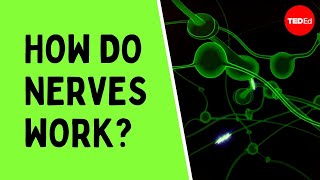 How do nerves work  Elliot Krane [upl. by Nanci333]