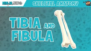 Tibia amp Fibula Anatomy [upl. by Nyrahs]