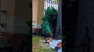 Árbol súper Sayayin 😂 parte 2 humor viralvideo [upl. by Saleme817]