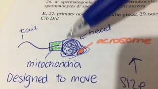 How fertilisation takes place acrosome reaction and cortical reaction [upl. by Cthrine456]