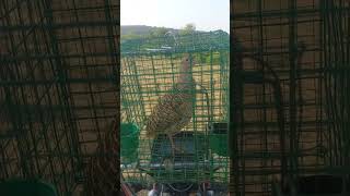 grey francolin female teeter call 11221 [upl. by Aileda669]