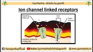 Ion channel linked receptors  Acetylcholine receptor  Cell Signaling [upl. by Rriocard]