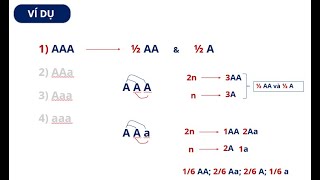 CÁCH CHO GIAO TỬ CỦA CƠ THỂ 3n VÀ 4n [upl. by Natale]