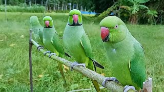 Parrot Group Sounds [upl. by Nongim]