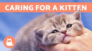 Kitten amp Cat Care  How to Raise JustBorn Kittens [upl. by Anneh]