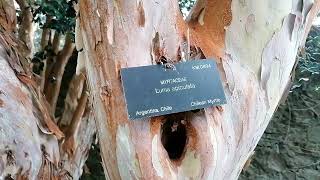 Luma Apiculata Chilean myrtle Kilmacurragh Botanic Gardens [upl. by Nitin173]