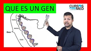 QUE ES UN GEN ✅ explicación FÁCIL [upl. by Toomay]