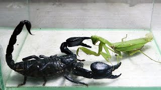 Mr Black Scorpion and Praying Mantis [upl. by Arianne391]