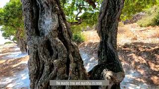 Walking in Mastiha Villages  Chios [upl. by Ebenezer497]