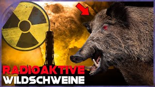 Etwas passiert mit Wildschweinen wegen TSCHERNOBYL ☢️ [upl. by Vial151]