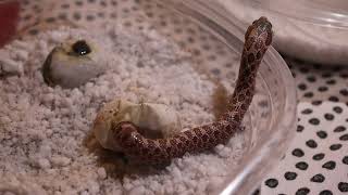 Western Hognose Snake Hatching [upl. by Kcid]