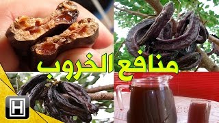 فوائد الخروب العشرة وكيفية إستغلالها بكيفية صحيحة وفعالة [upl. by Nemlaz219]