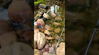 Trout fishing mountain stream [upl. by Moise79]