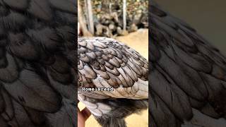 The Queen  My Home Breed youtubeshorts rooster birds chicken youtube [upl. by Nylle152]