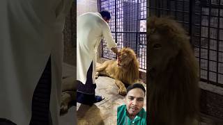 Mufasa ko ghussa ageya 🦁😡 lion tiger animals pets explore youtube viralvideo shorts [upl. by Ynner839]