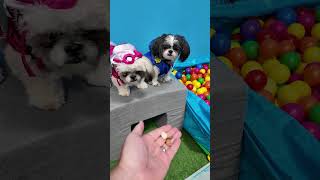 Wiggles Waggles and Waffles Go On a Paw Patrol Mission FamilyFun FunnyDogs PawPatrolDogs [upl. by Ahsoym]