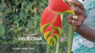 Heliconia  Simple propagation through division of its Rhizome and Plant Care tips [upl. by Ahsitram]