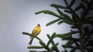 Emberiza melanocephala  Zigolo capinero  Blackheaded Bunting [upl. by Deloria]