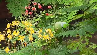 Close up of Roseringed parakeet amidst Gulmohar flowers in the evening at Pune Maharashtra India [upl. by Kimon898]