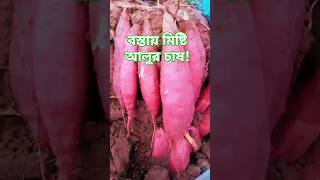 বস্তায় মিষ্টি আলু চাষ sweetpotato smartfarming viralshorts shortvideo agronetbd24 [upl. by Areemas648]