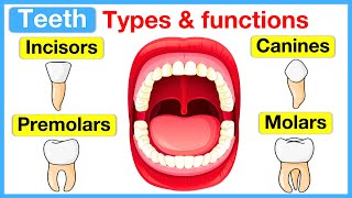 Types of teeth 🦷  Incisors canines premolars amp molars [upl. by Ahearn437]