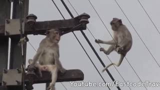 fearless Monkeys and power lines Lop Buri Thailand [upl. by Niliak]