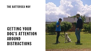 Getting your dogs attention around distractions  The Battersea Way [upl. by Poree576]