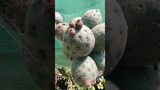 tephrocactus geometricus buds and other buds battlerog222 [upl. by Fortuna]