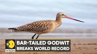 WION Climate Tracker Bartailed Godwit breaks world record flies from Alaska to Tasmania [upl. by Yasui]