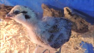 New Ameraucana  Araucana Chicks [upl. by Ferullo]