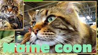 Maine coon  Felis silvestris catus  Paris animal show 2016  17012016 [upl. by Huan145]