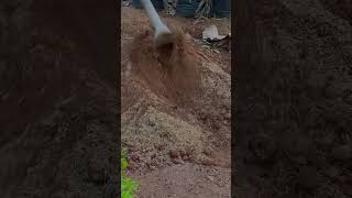 Aralia plant reporting  aralia plant care malayalam plantcare shorts aralia [upl. by Barraza]