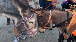 Burro Race 2024 Leadville CO [upl. by Thgiwed]