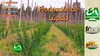 Producción de Lúpulo en El Bolsón  Costumbres Rurales [upl. by Feltie366]