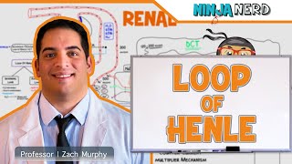 Renal  Loop of Henle [upl. by Ellimaj]