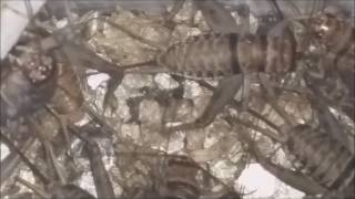 Banded Crickets Laying Eggs Worm Man Breeding Live Crickets [upl. by Yevette]