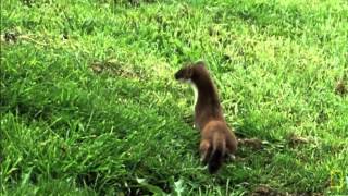 Weasel War Dance [upl. by Ballinger]