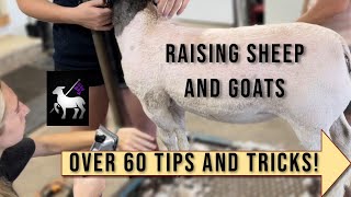 Tips and Tricks For Raising Sheep and Goats  Over 60 Tips [upl. by Maya]